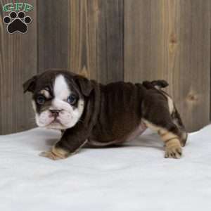 Cocoa Tide, English Bulldog Puppy